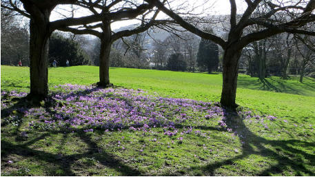 Connaught Park, February 2014.  Crocuses in bloom by the upper promenade.
